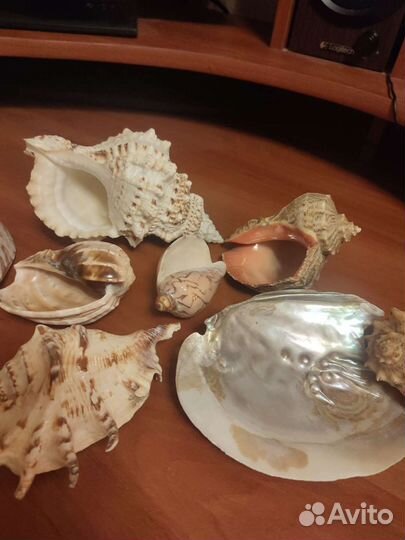 Морские ракушки