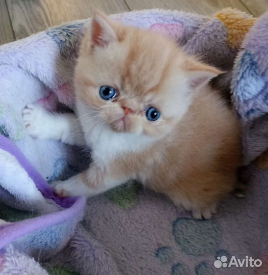 Маленькие экзотики