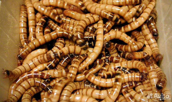 Кормовые насекомые