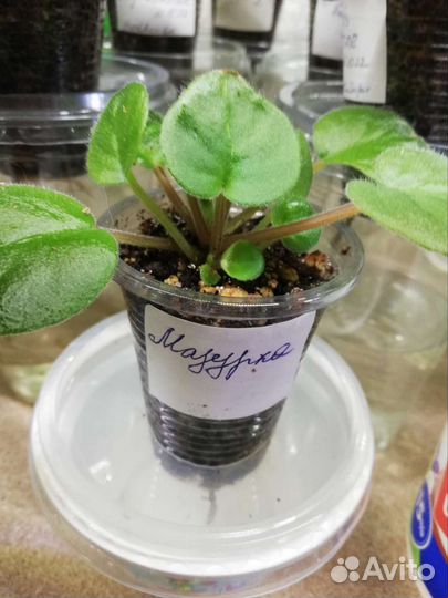 Фиалка мазурка