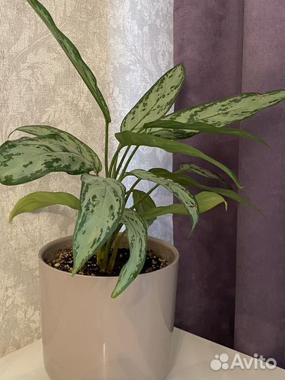 Диффенбахия