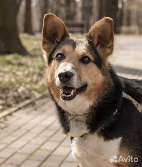 Собака в добрые руки