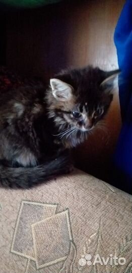 Котик бесплатно в добрые руки