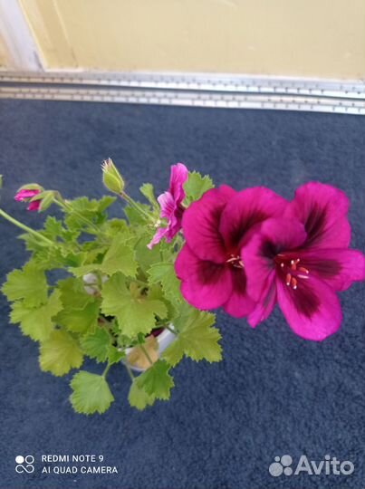 Пеларгония герань