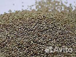 Семена тимофеевки луговой