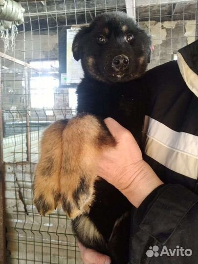 Щенки с приюта ищут добрые руки