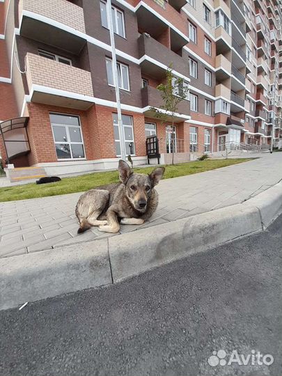 Молодой пес ищет дом