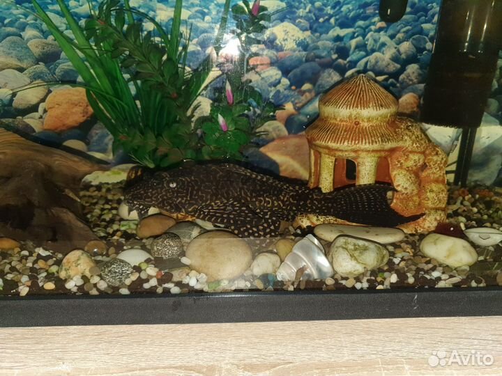 Парчовый сом