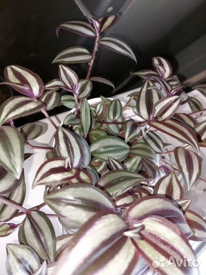 Комнатный цветок-Традесканция