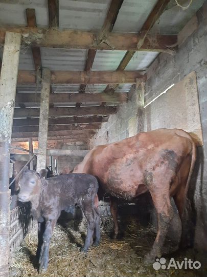 Коровы, телята