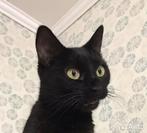 Кошка Рада. Хозяйка умерла и ее выкинули