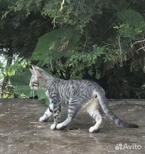 Отдам котенка в добрые руки