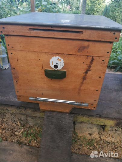 Пчелосемьи