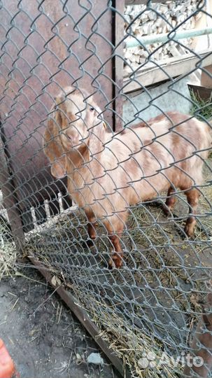 Продается 8 месячная коза