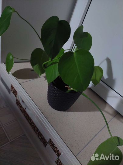 Сциндапсус с большими листьями