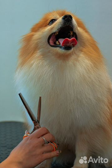 Модели собак на стрижку