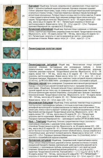 Инкубационное яйцо породной птицы из Генофонда