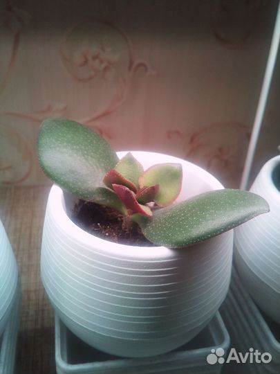 Крассула толстянка денежное дерево суккуленты