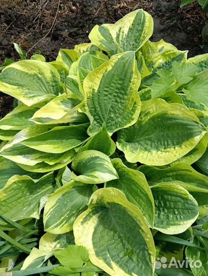 Мята яблочная,таволга, хосты, гортензия древовидна