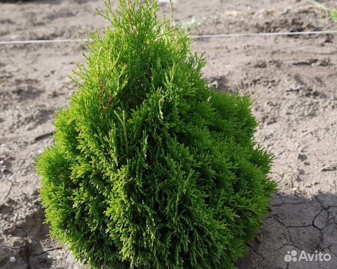 Туя Брабант 1,5 м