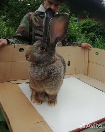 Кролики фландер