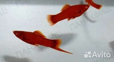 Меченосцы породистые и простые