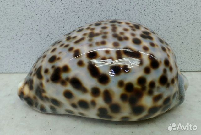 Ципрея Тигрис Каури 9,4 морская ракушка раковина