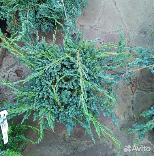 Можжевельники горизонтальные