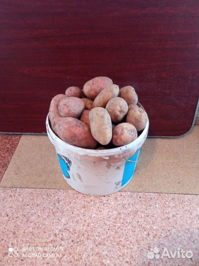 Огурцы, капуста, чеснок