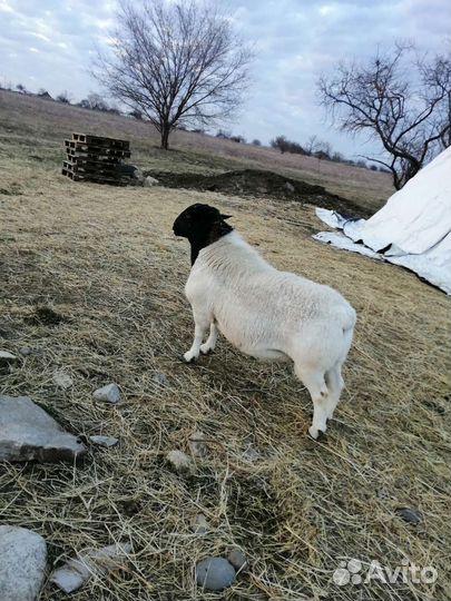Баранчики от дорпера