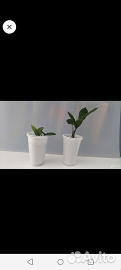 Замиокулькас