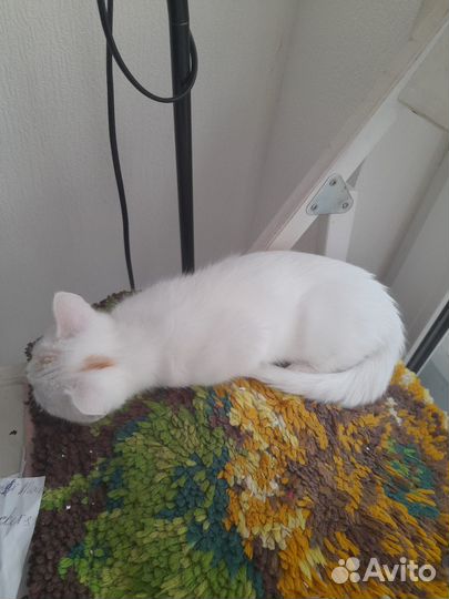 Кошечка ищет своего хозяина