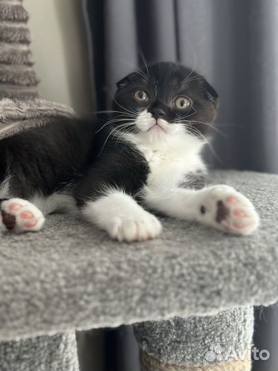 Шотландская вислоухая