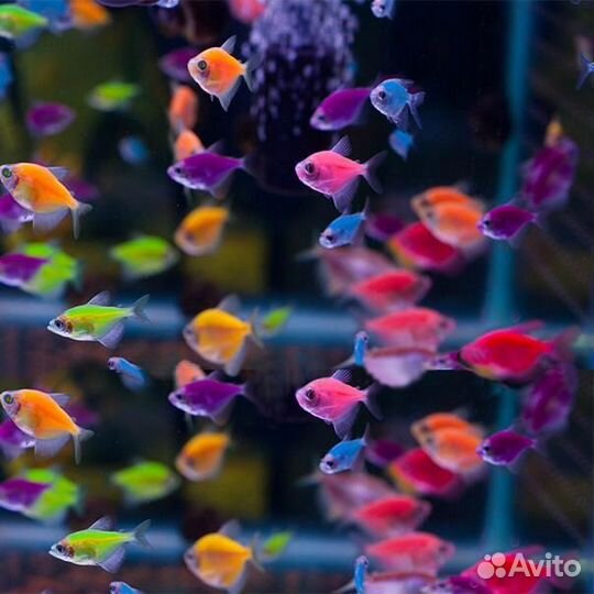 Тернеции Гло (Glofish). Тетра карамелька. Аквариум