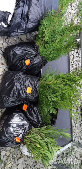 Растения окс опт