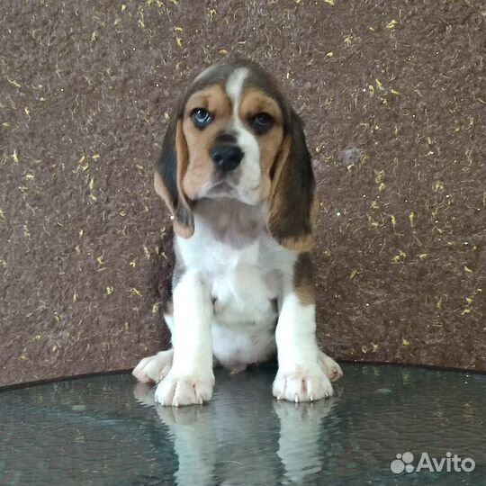 Милые девочки биглюши в питомнике