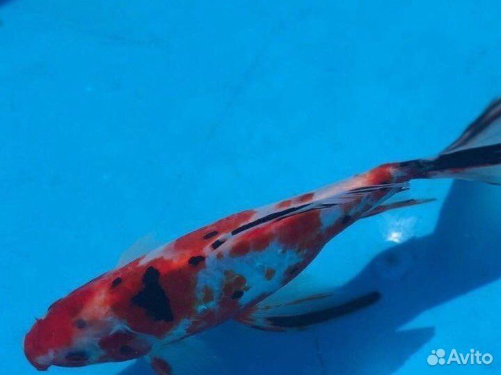 Рыба комета