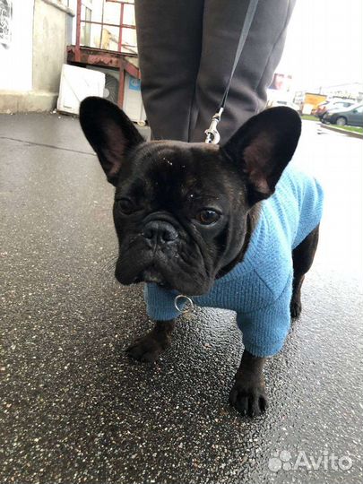 Французский бульдог вязка
