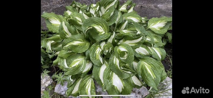 Хоста цветы