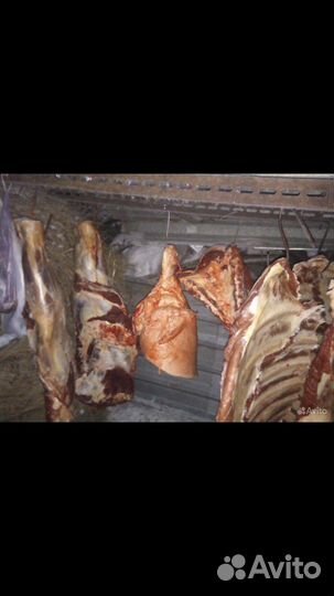 Мясо для собак