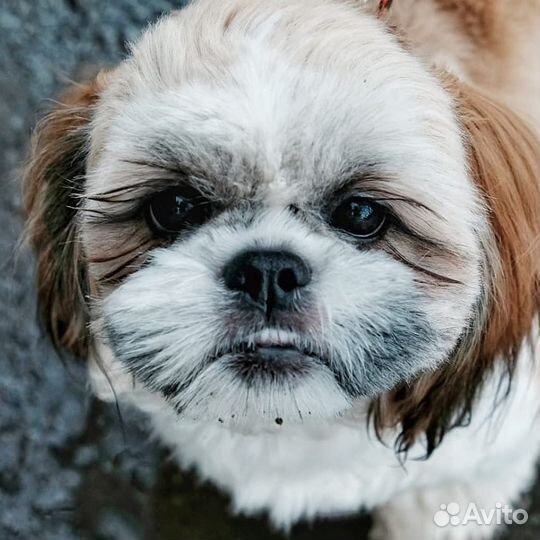 Вязка собак ши-тцу