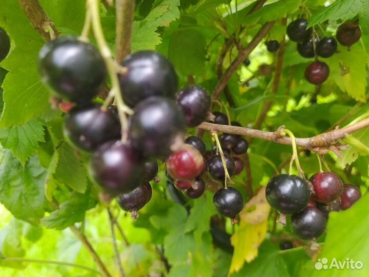 Ежевика, красная, чёрная смородина ягоды