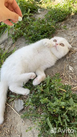 Отдам кошечку