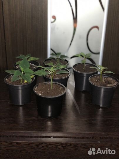 Пуансеттия отростки