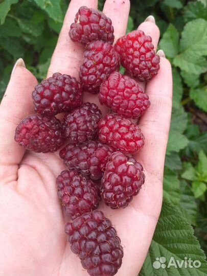 Ежемалина тайбери,букингем тайбери