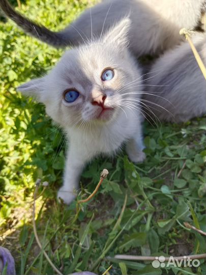 Тайский котёнок