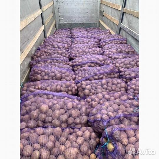 Картофель оптом