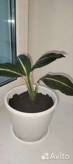 Диффенбахия Green Magic