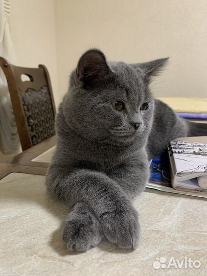 Шотландский кот вязка