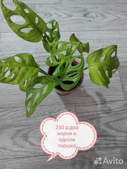 Комнатные растения, продажа или обмен на садовые